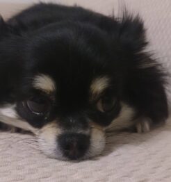 チョビ吉